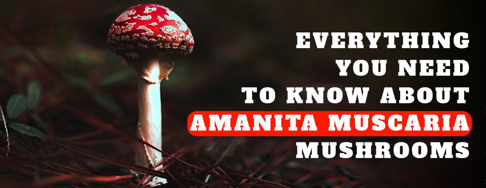 Amanita muscaria banner