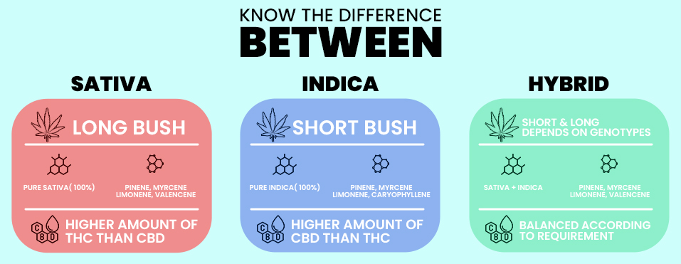 sativa-vs-indica-vs-hybrid